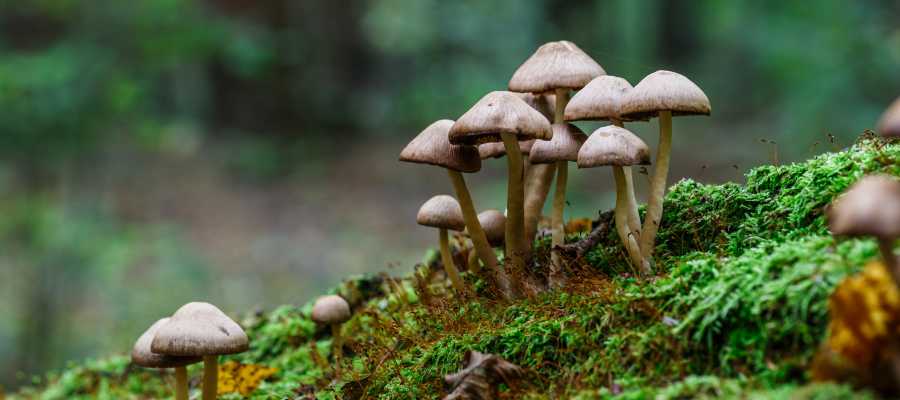 Post: Ketamine Is Produced Naturally as Well by Magic Mushrooms and Is a True Psychedelic Near Me in Cedar Rapid, IA, and St. Thomas, USVI Post: Ketamine Is Produced Naturally as Well by Magic Mushrooms and Is a True Psychedelic Near Me in Cedar Rapid, IA, and St. Thomas, USVI