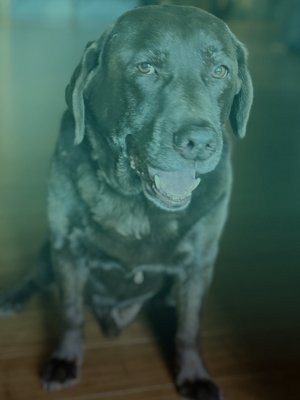 Ragnar at Holistic Wellness and Psychiatry in Cedar Rapids, IA