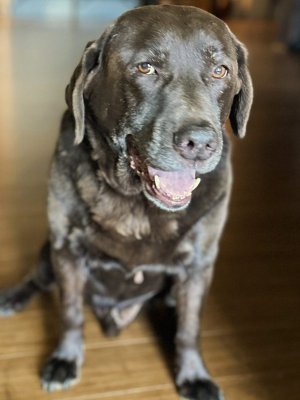 Ragnar at Holistic Wellness and Psychiatry in Cedar Rapids, IA