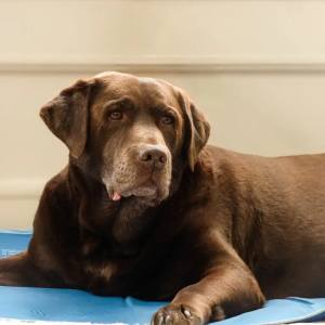 Ragnar at Holistic Wellness and Psychiatry in Cedar Rapids, IA Ragnar at Holistic Wellness and Psychiatry in Cedar Rapids, IA